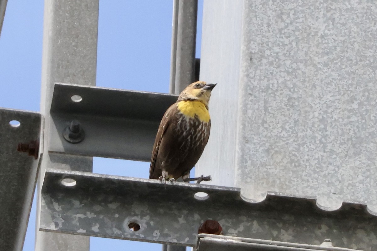 Yellow-headed Blackbird - ML616753632
