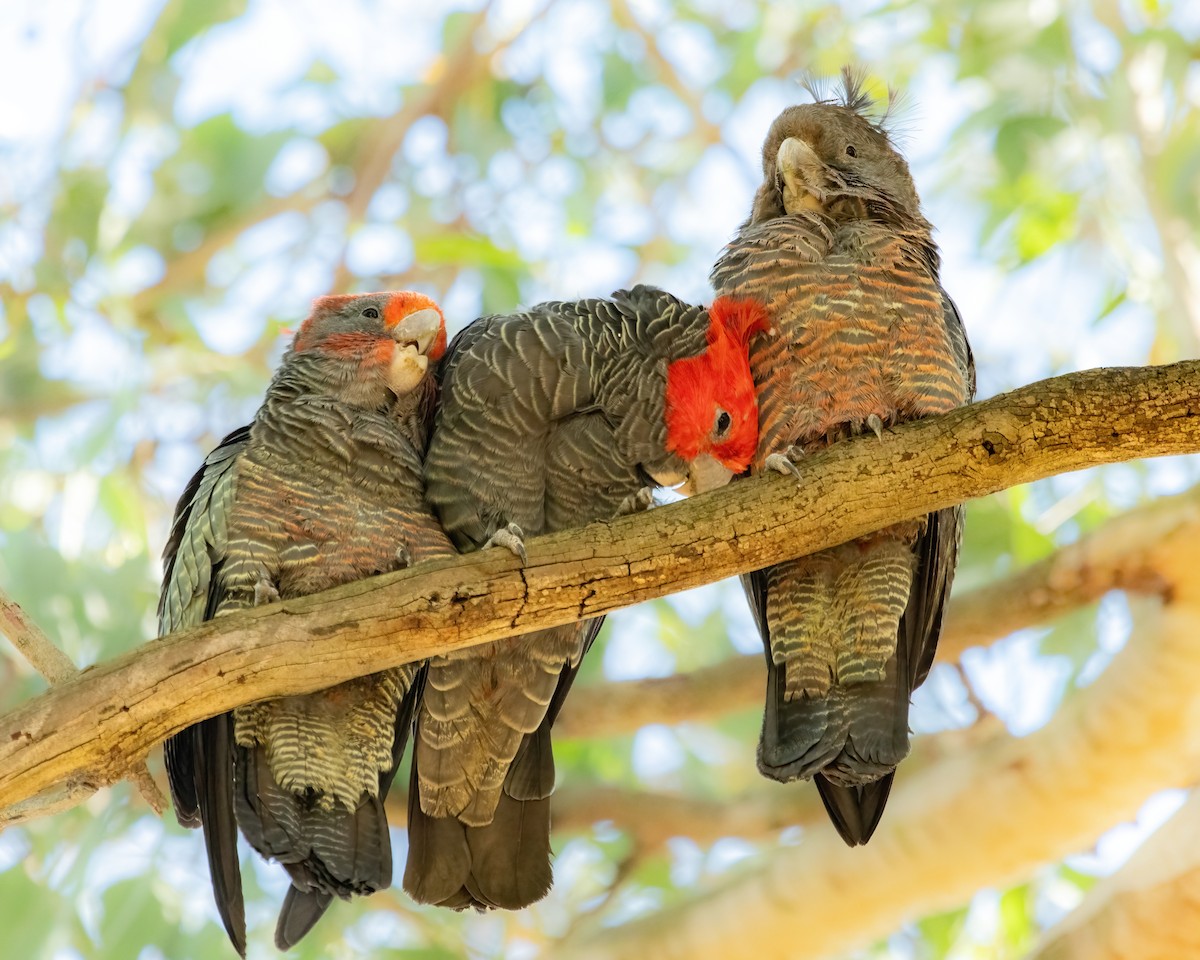 Gang-gang Cockatoo - ML616753651