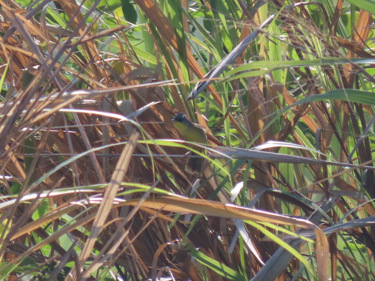 Gray-crowned Yellowthroat - Alina Martin