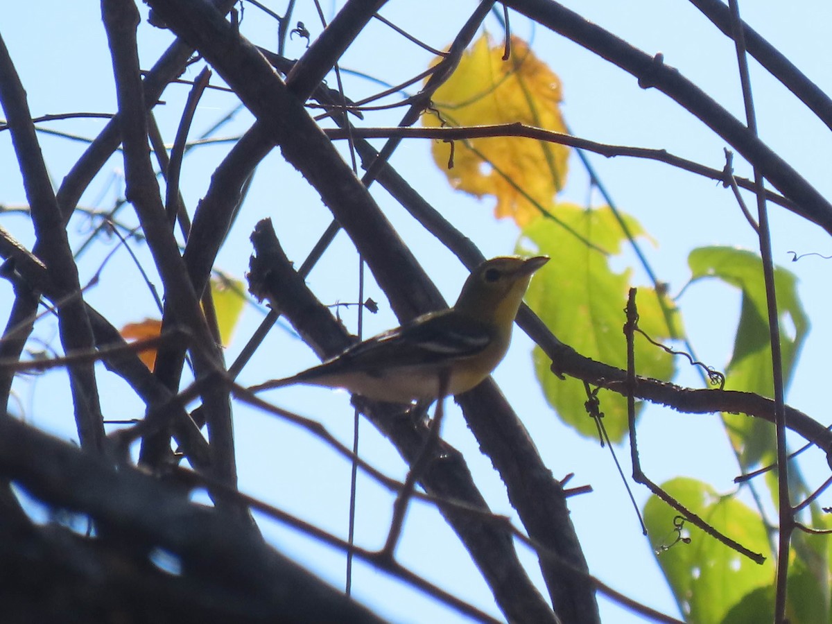 Yellow-throated Vireo - ML616753668