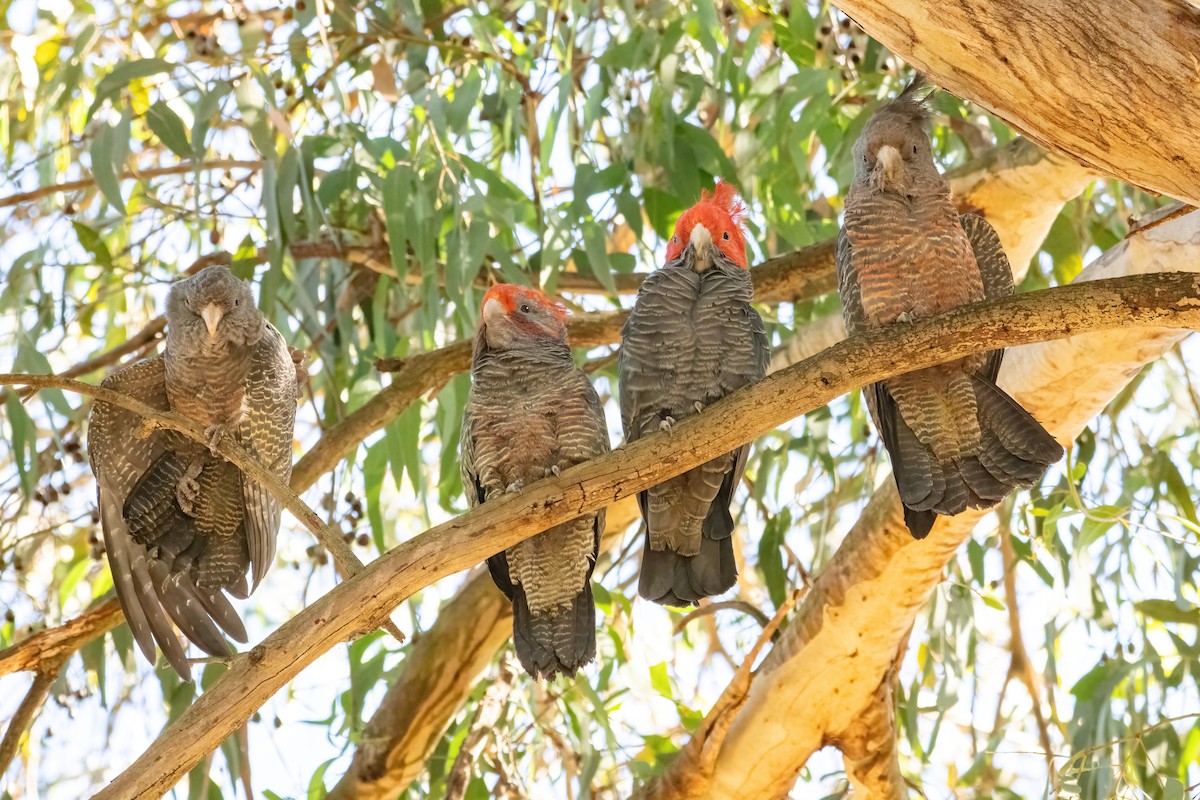 Gang-gang Cockatoo - Jonathan Tickner