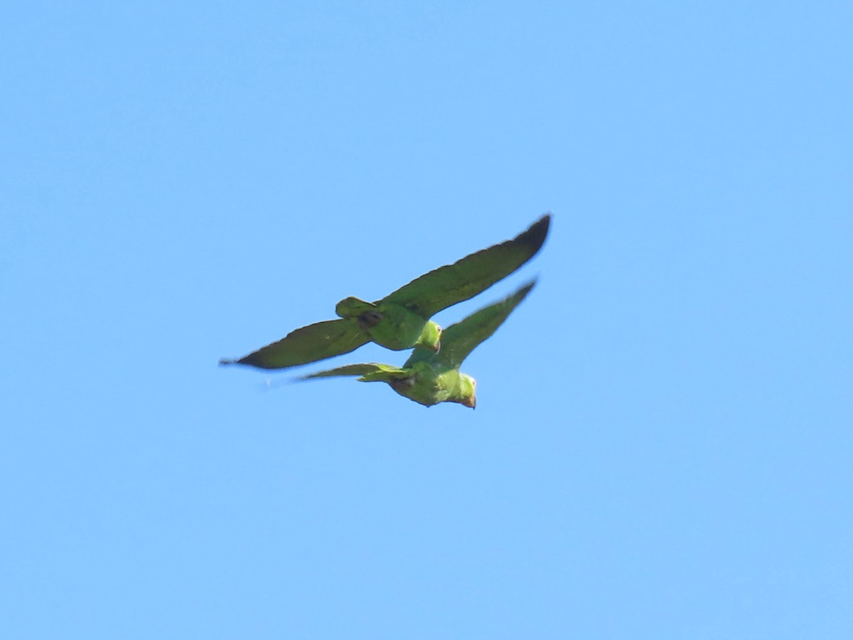 Yellow-naped Parrot - ML616753693