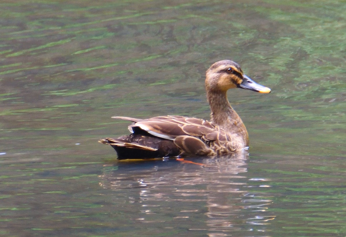 Eastern Spot-billed Duck - ML616753700