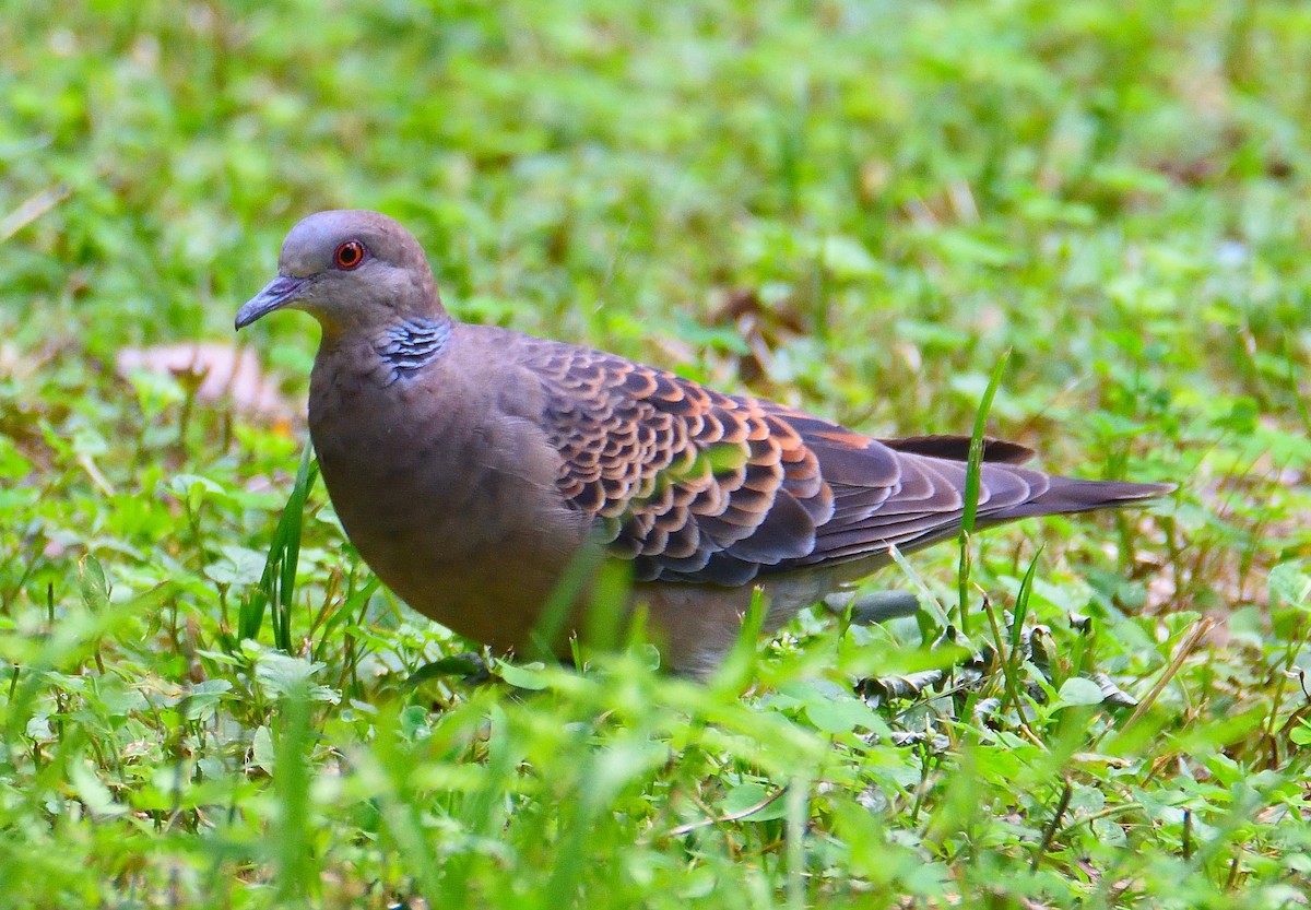 Oriental Turtle-Dove - ML616753706