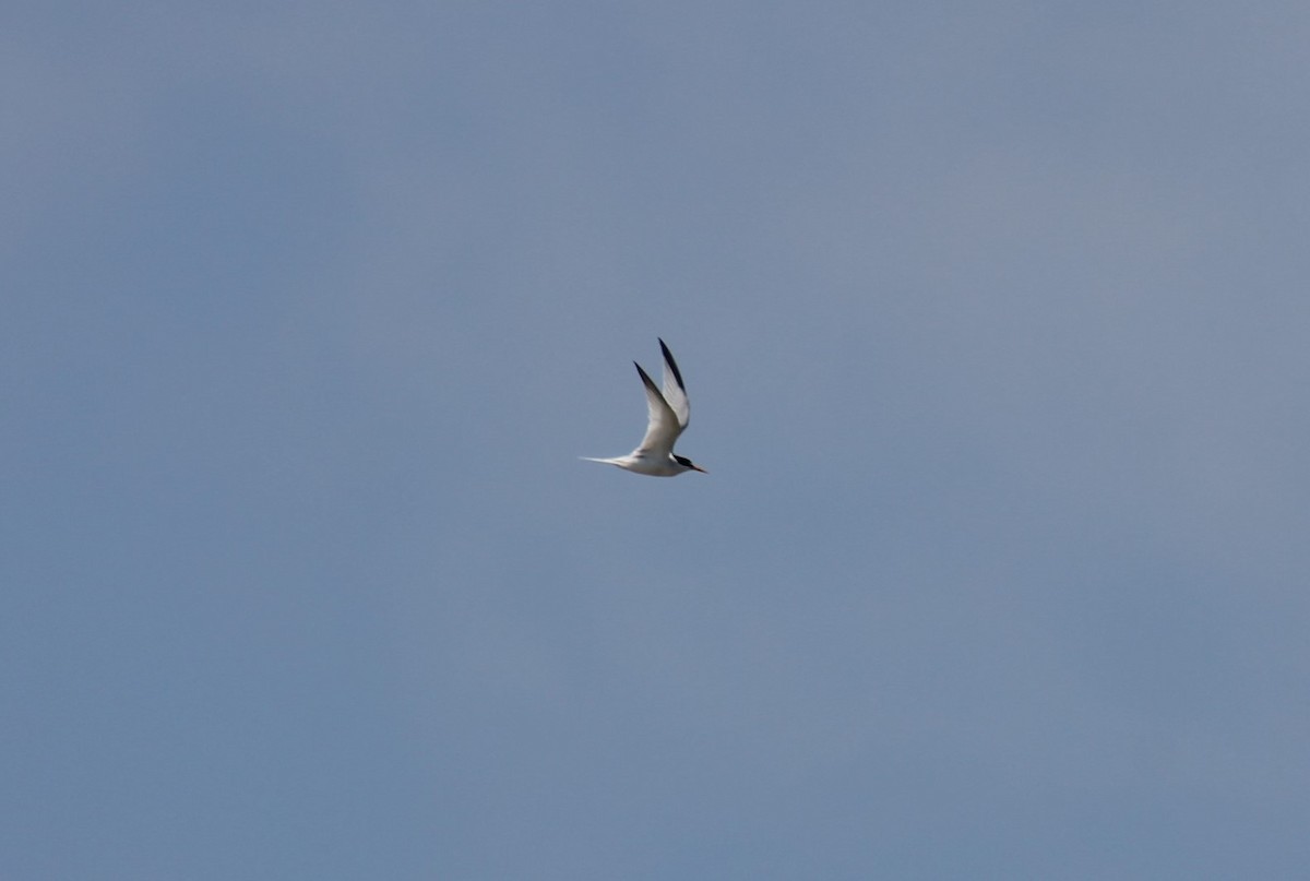 Least Tern - ML616753708