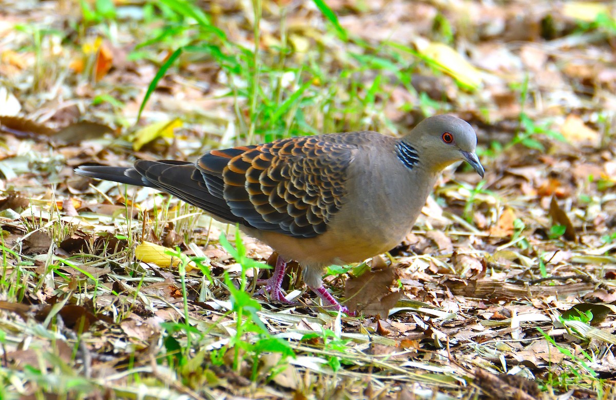 Oriental Turtle-Dove - ML616753712