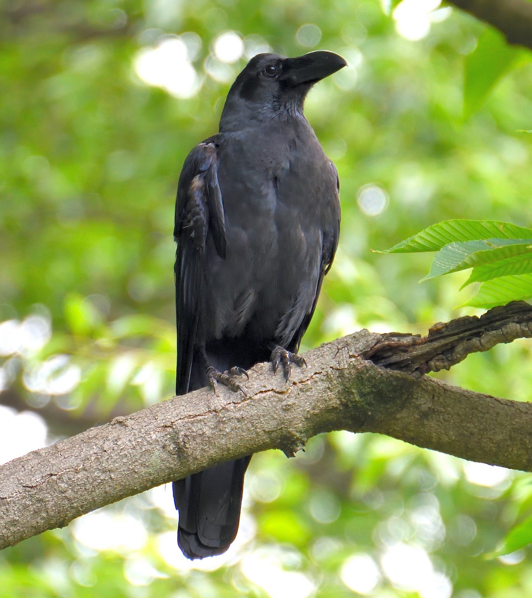 Large-billed Crow - ML616753738