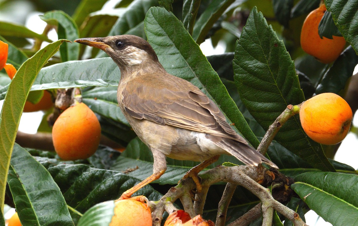 Brown-eared Bulbul - ML616753751