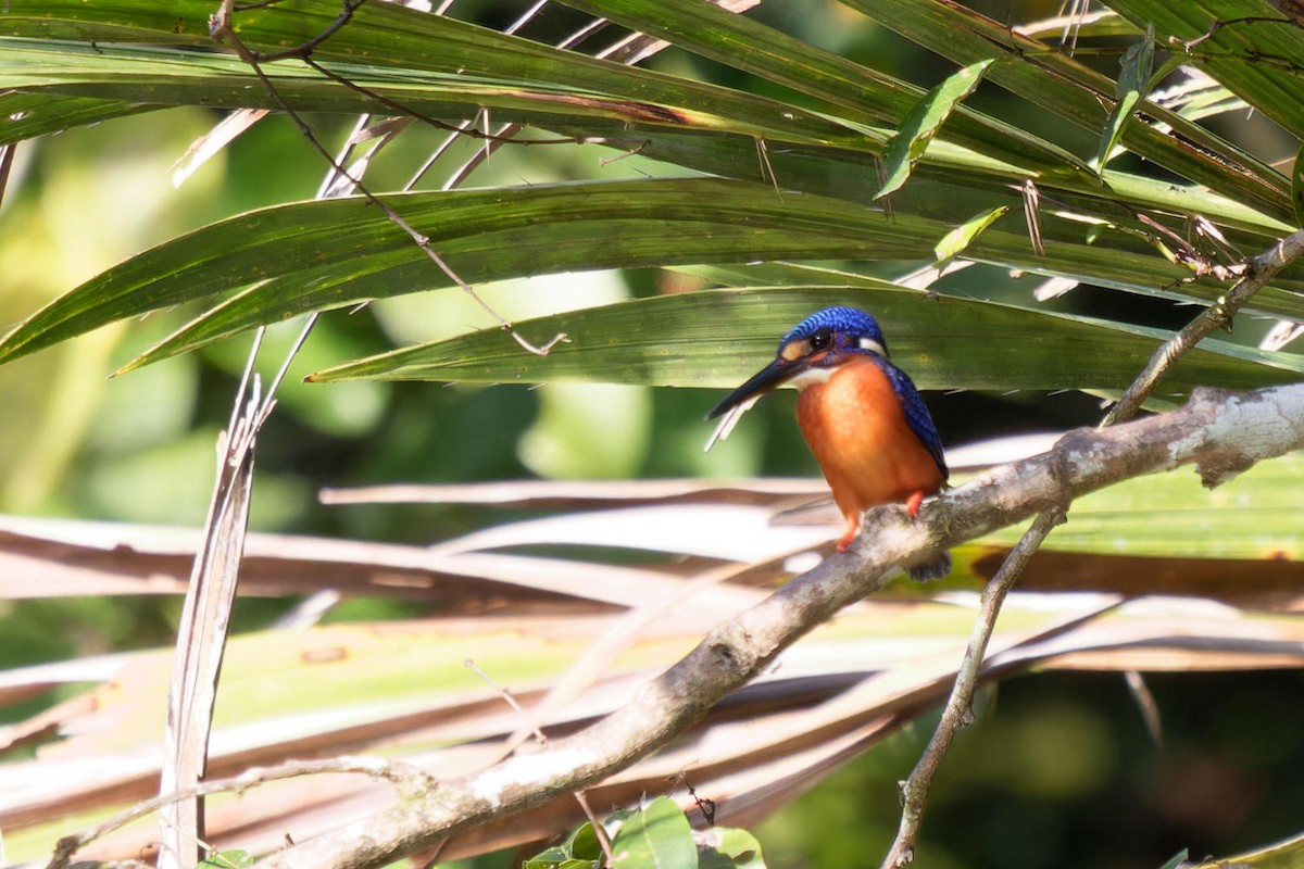 Blue-eared Kingfisher - Paul Passant