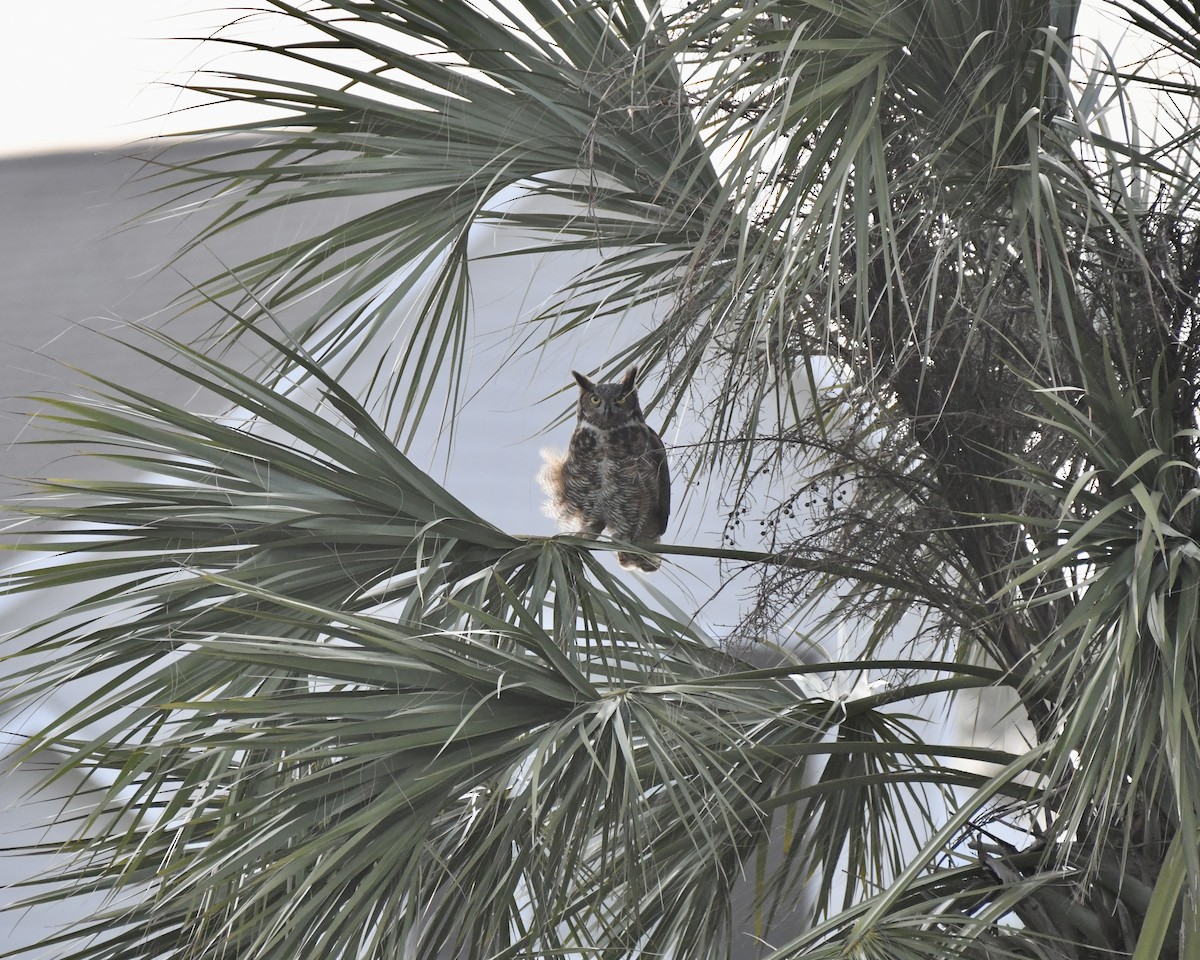 Great Horned Owl - ML616753786