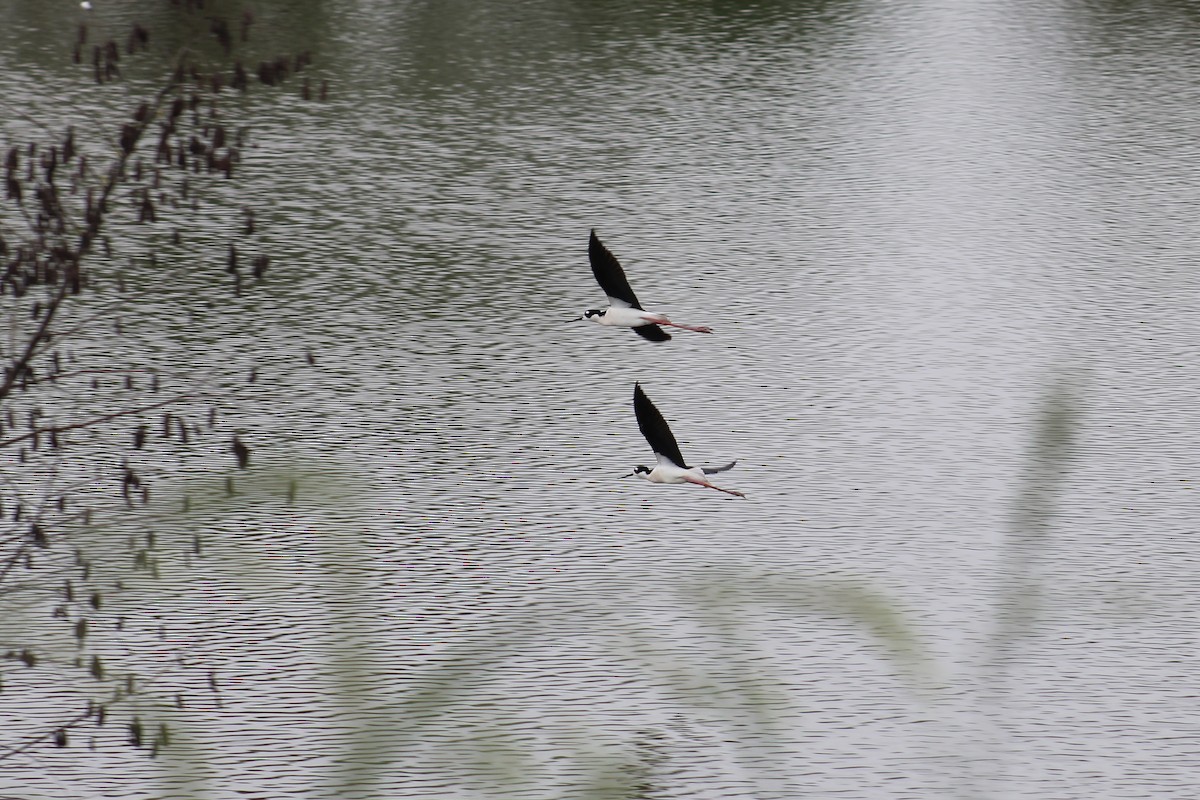 Black-necked Stilt - ML616753813