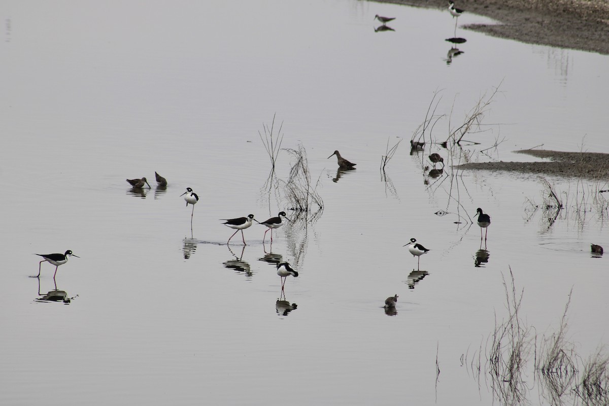 Black-necked Stilt - ML616753815