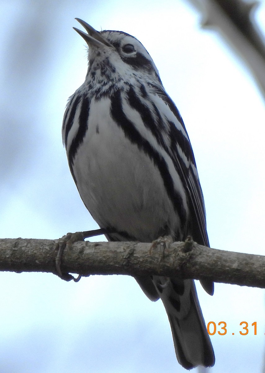 Paruline noir et blanc - ML616753818