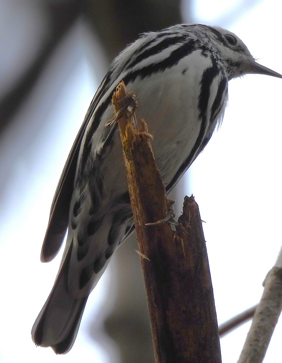 Paruline noir et blanc - ML616753819