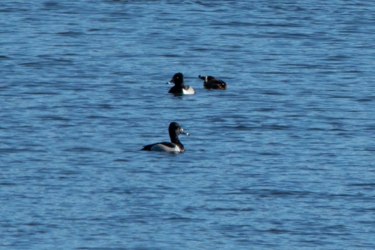 Ring-necked Duck - tim goodwin