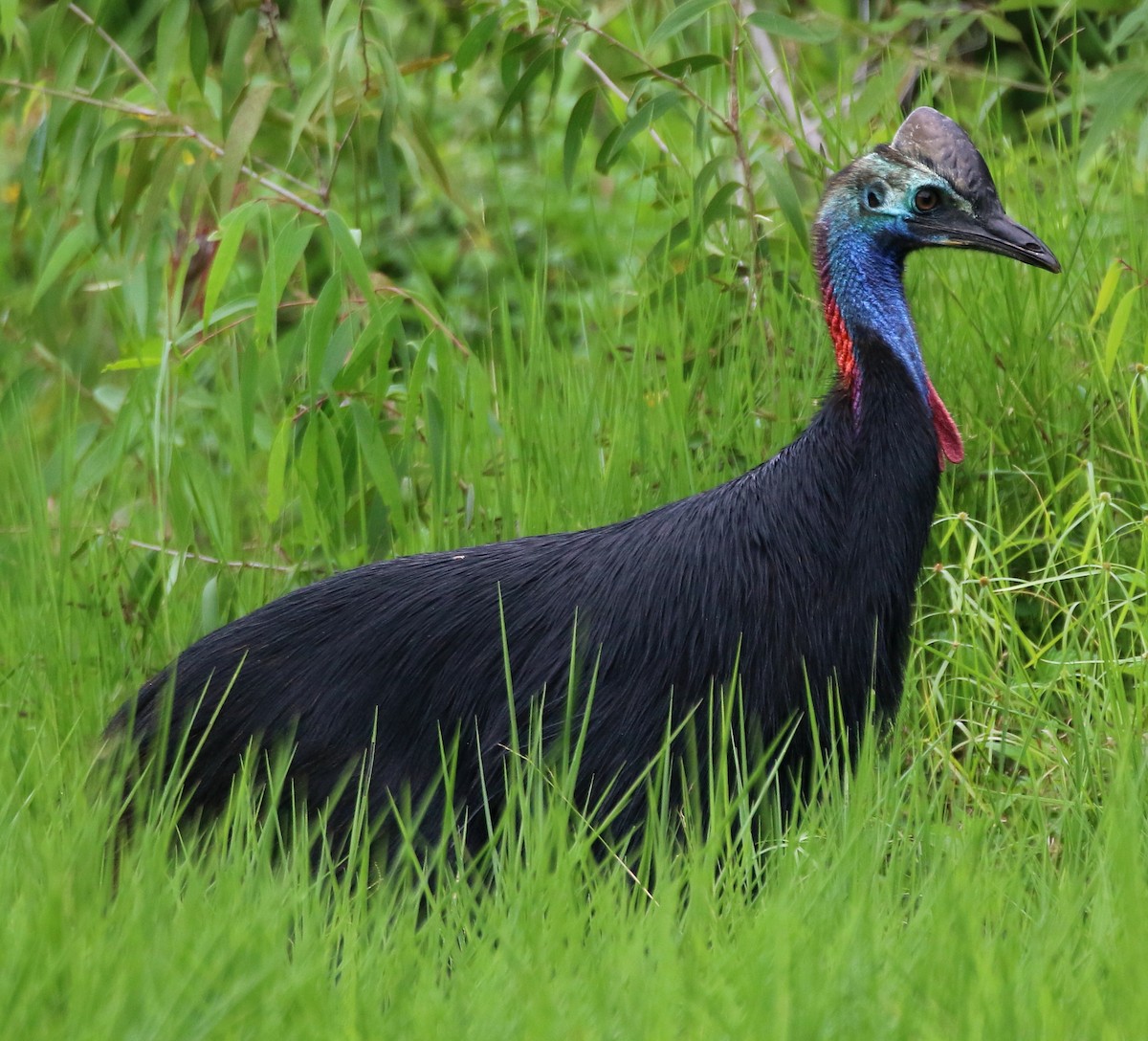 Southern Cassowary - Jeff Larson