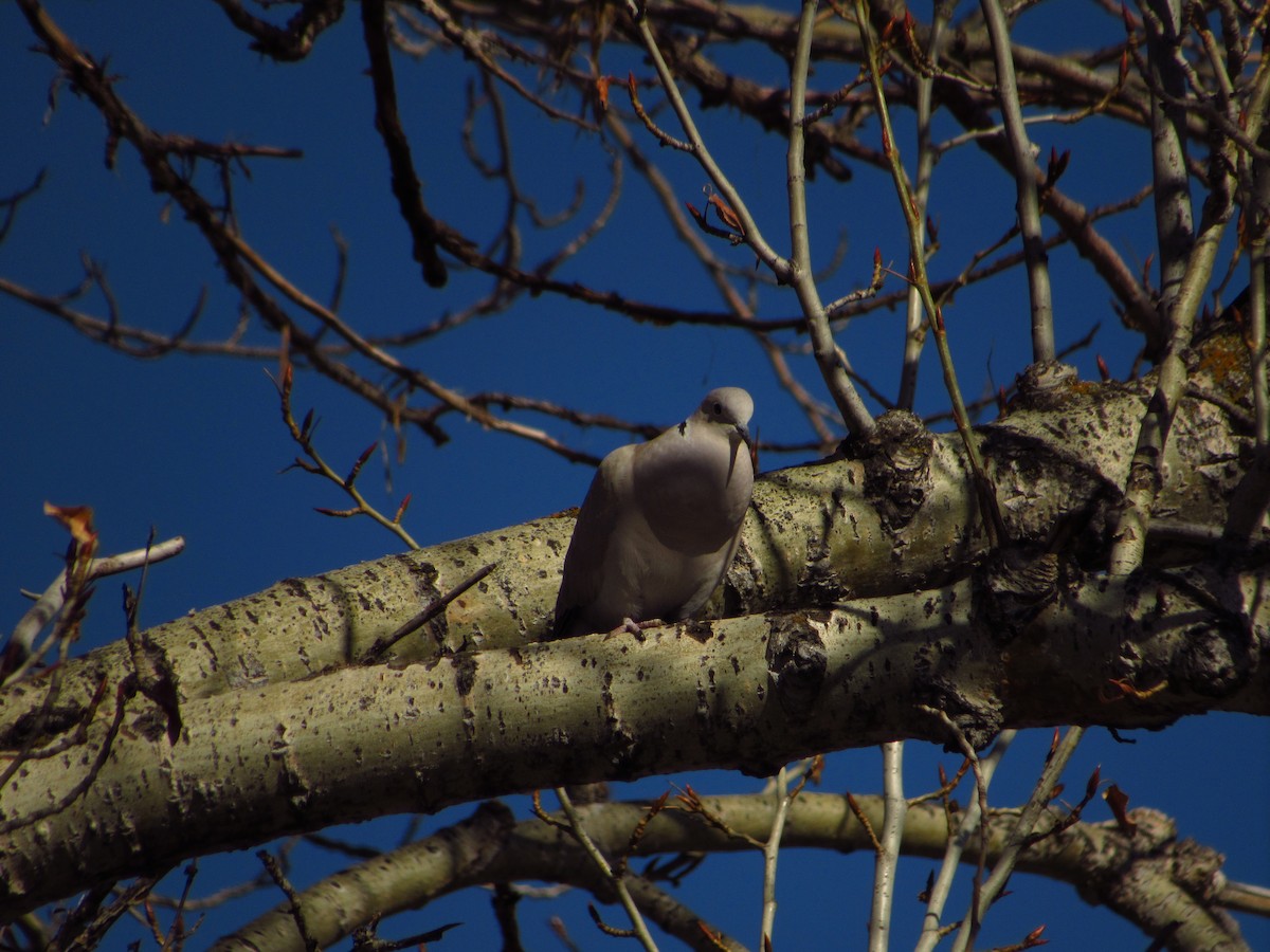 Eurasian Collared-Dove - ML616753974