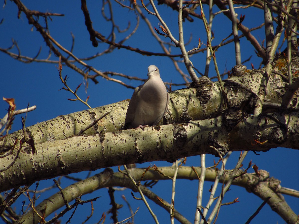 Eurasian Collared-Dove - ML616753975