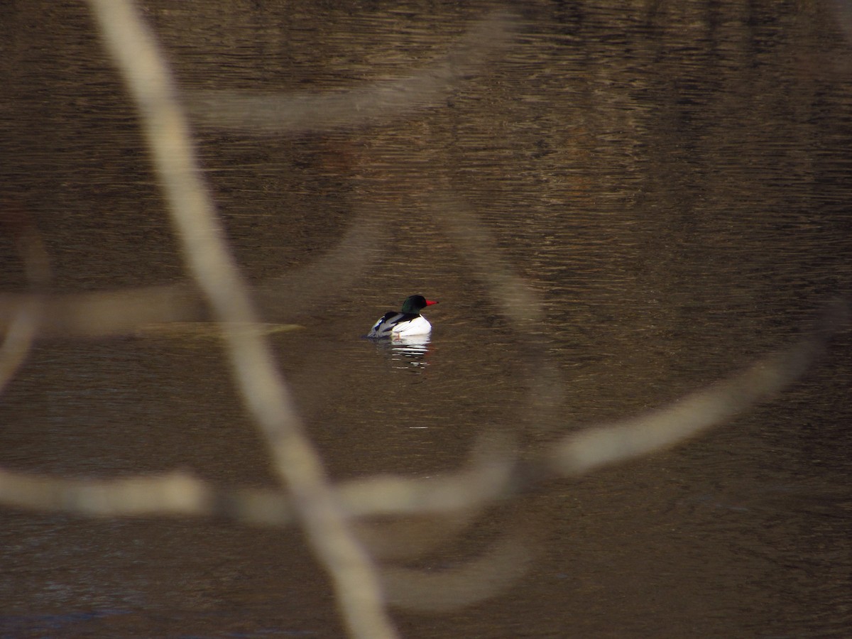 Common Merganser - ML616753978