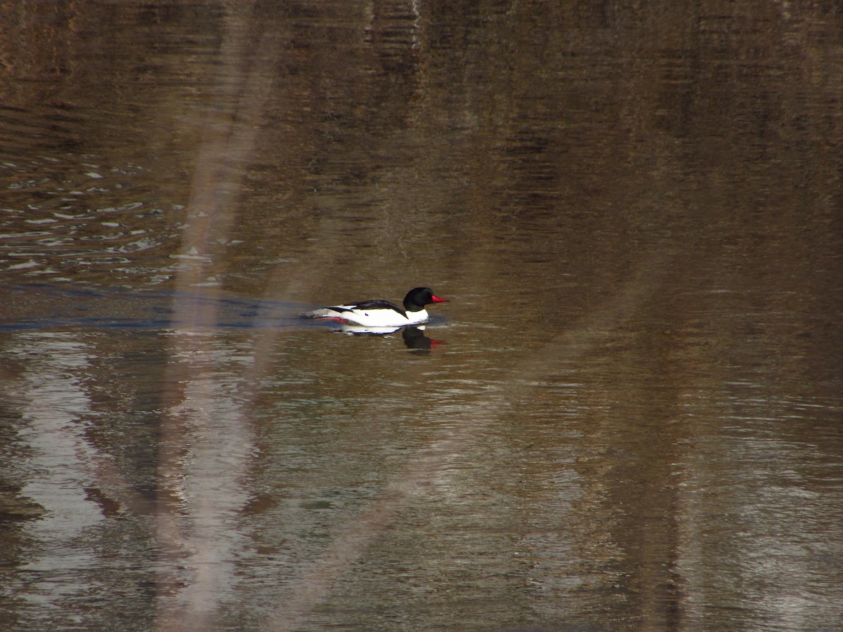 Common Merganser - ML616753979