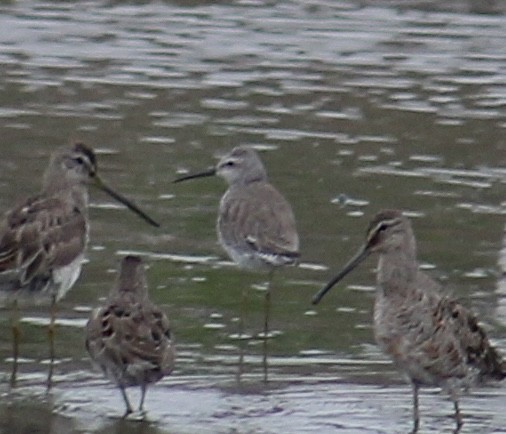 Stilt Sandpiper - ML616754011