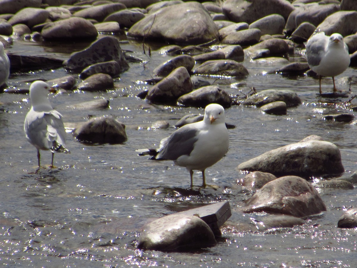 Gaviota Californiana - ML616754018