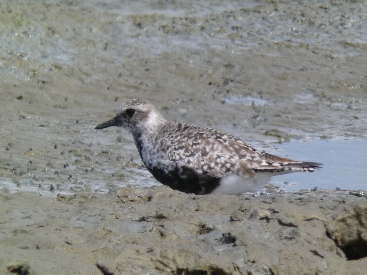 Black-bellied Plover - Malini Kaushik