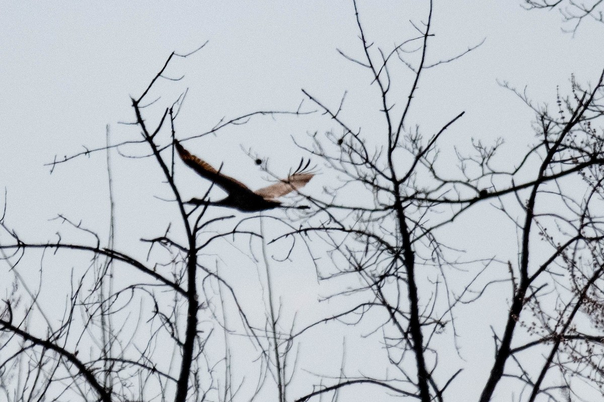 Sandhill Crane - ML616754157