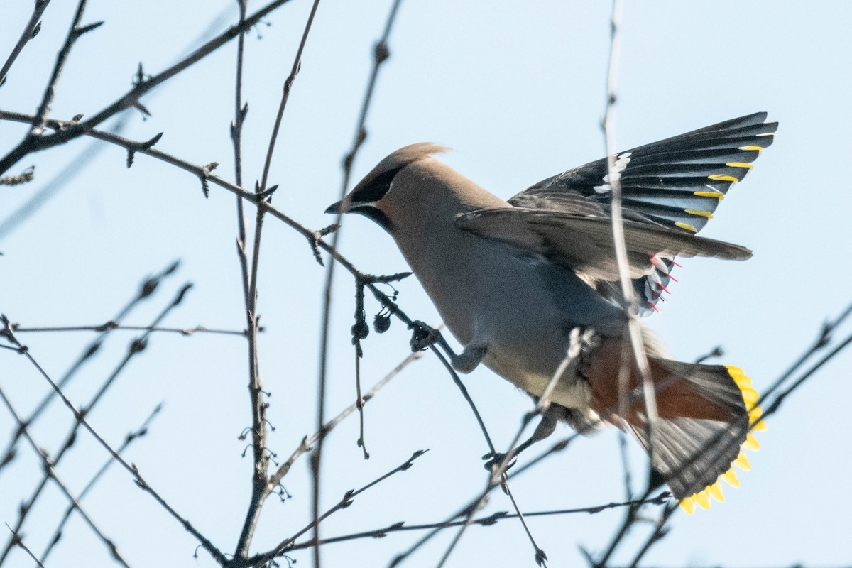 Bohemian Waxwing - ML616754168