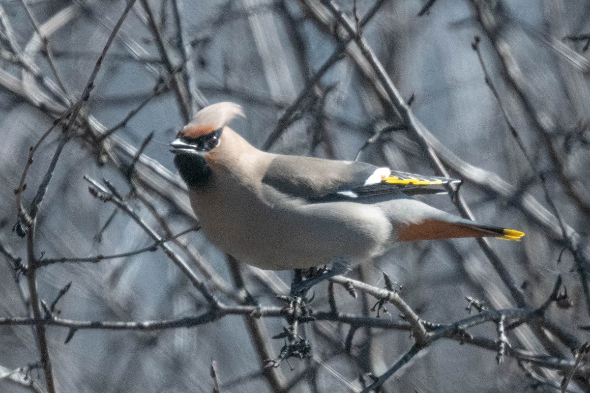 Bohemian Waxwing - ML616754169