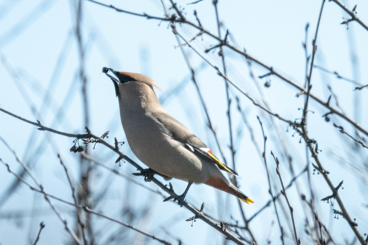 Bohemian Waxwing - ML616754170