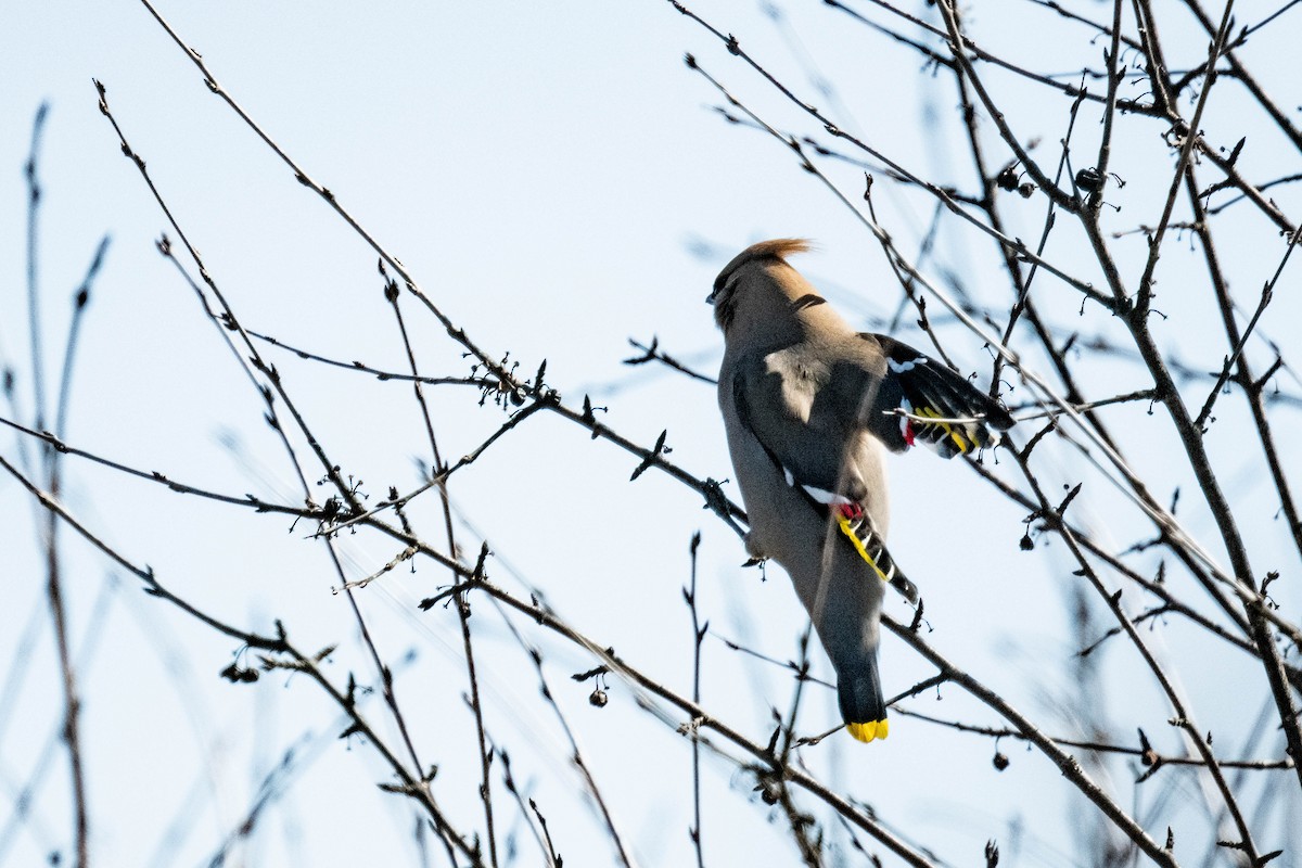 Bohemian Waxwing - ML616754171