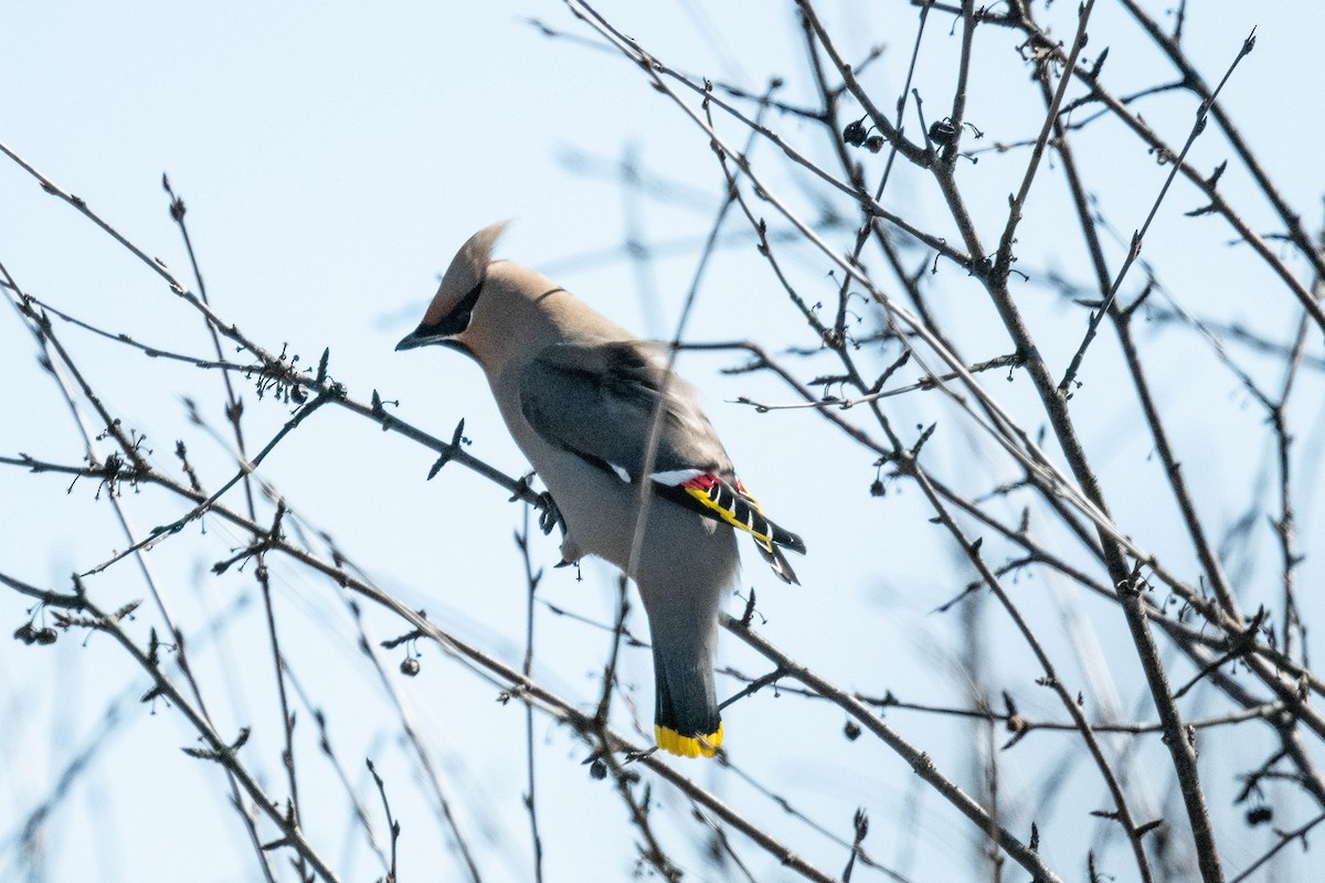 Bohemian Waxwing - ML616754172