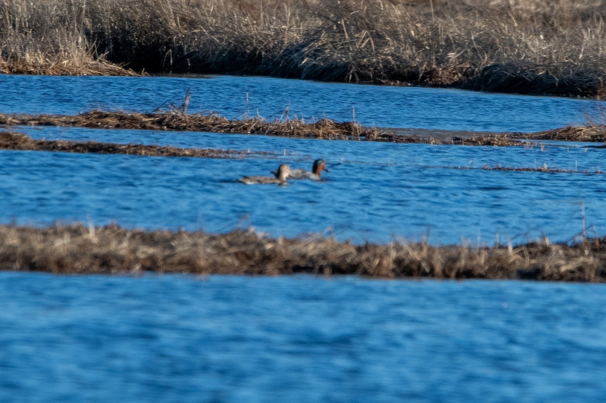 Green-winged Teal - ML616754236