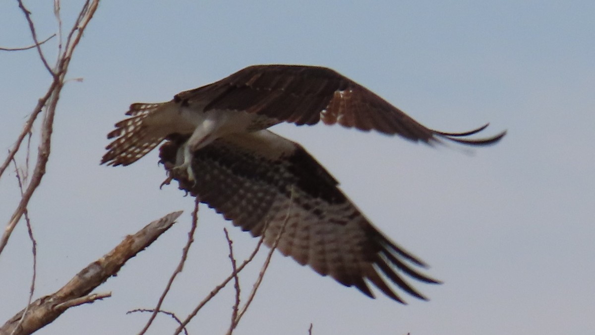 Águila Pescadora - ML616754263