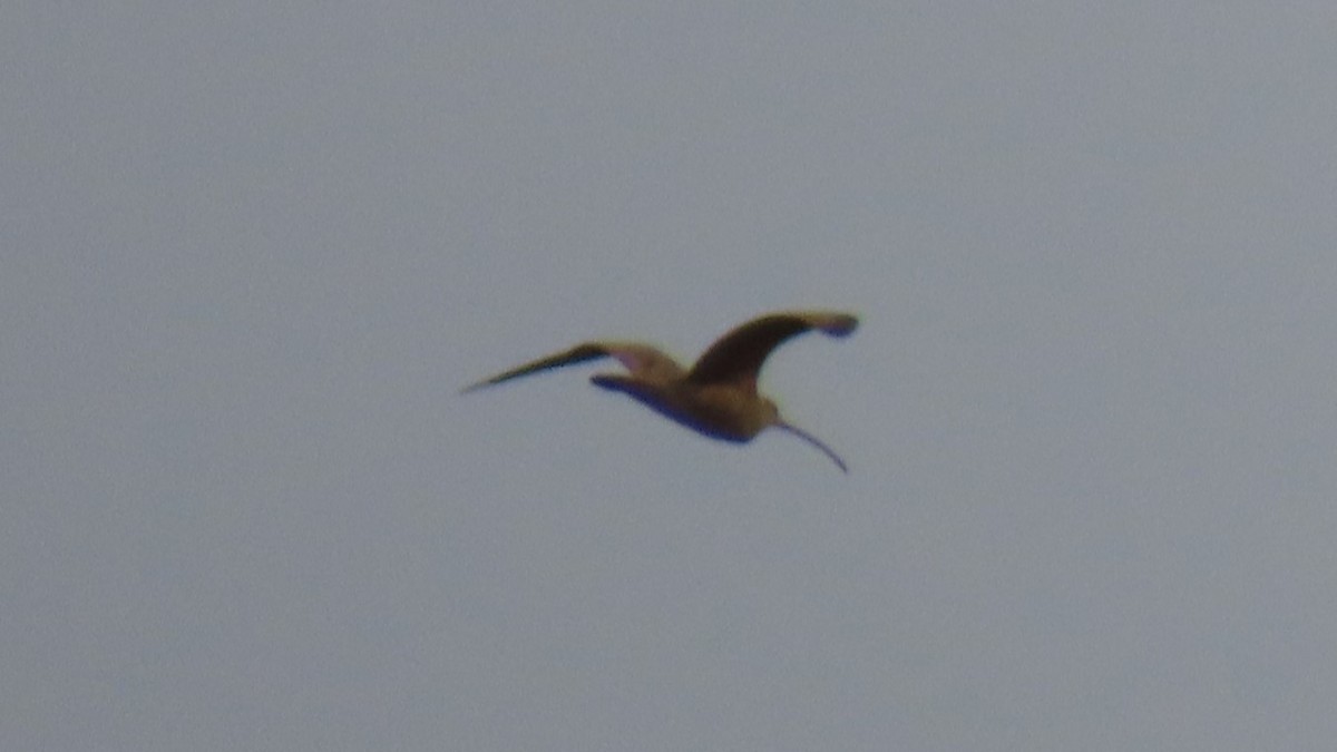 Long-billed Curlew - ML616754267