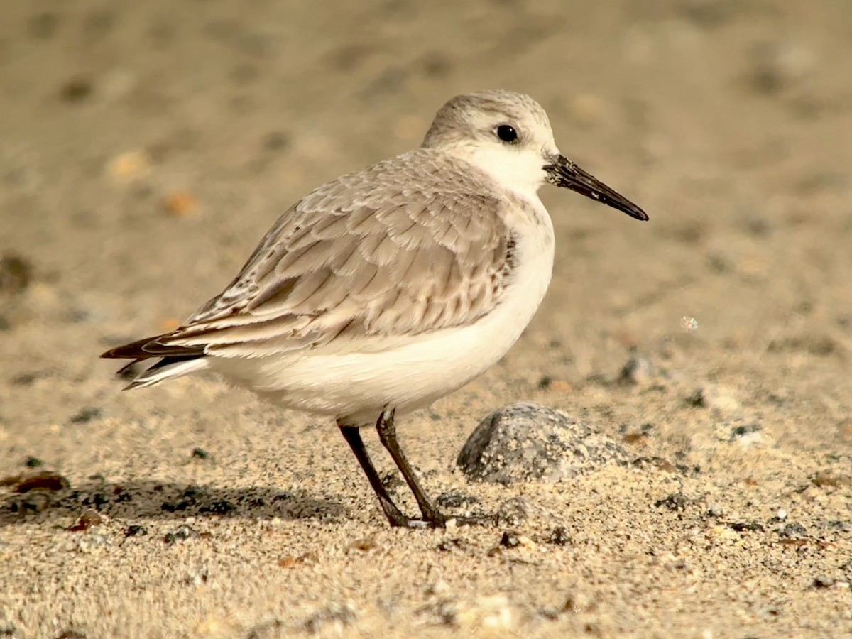 Sanderling - ML616754283