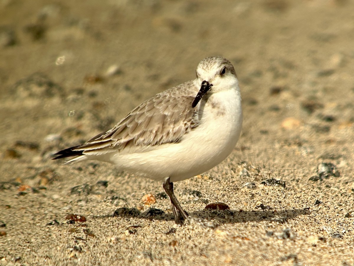 Sanderling - ML616754285