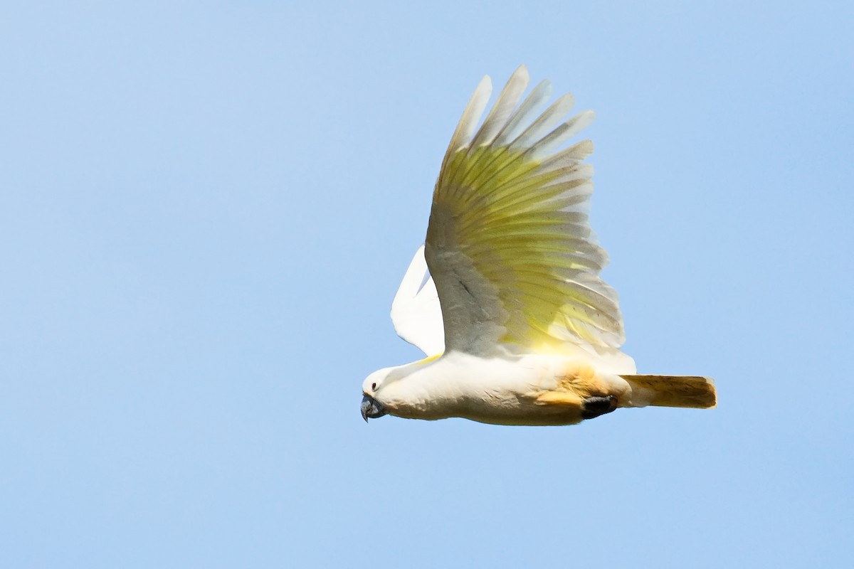 Cacatoès à huppe jaune - ML616754291