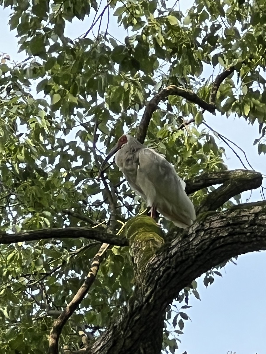 Crested Ibis - ML616754292
