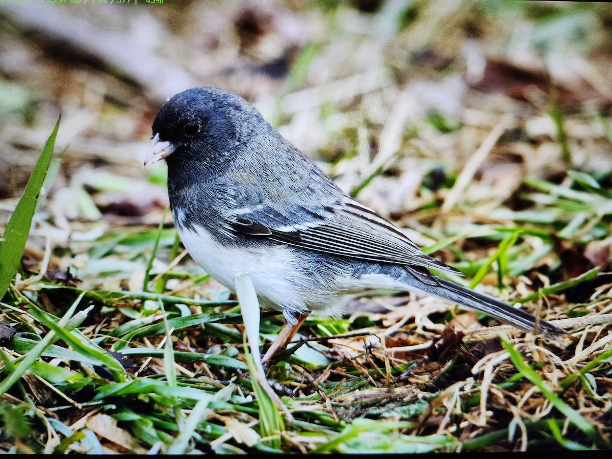 Dark-eyed Junco (White-winged) - Jeremy  Meyer