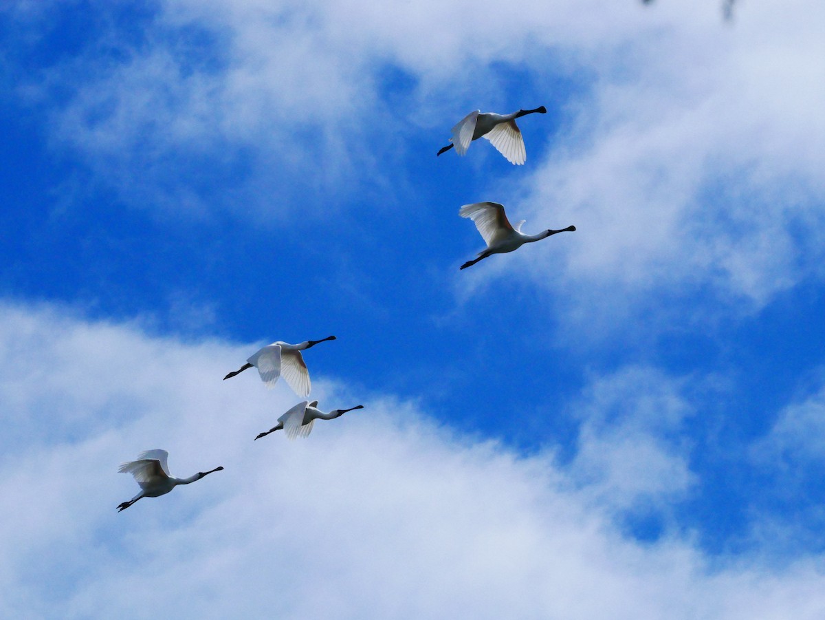 Royal Spoonbill - Mike Bickerdike