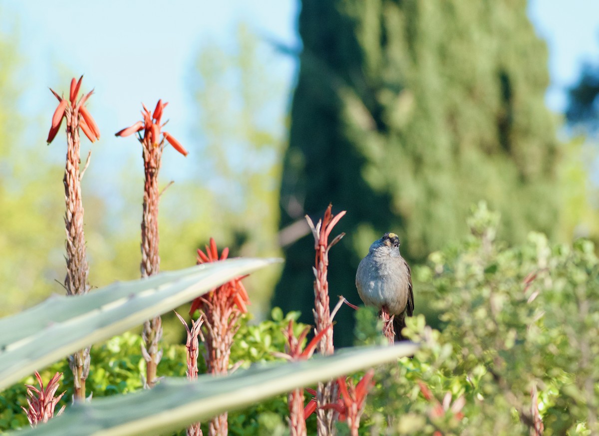 Golden-crowned Sparrow - ML616754437