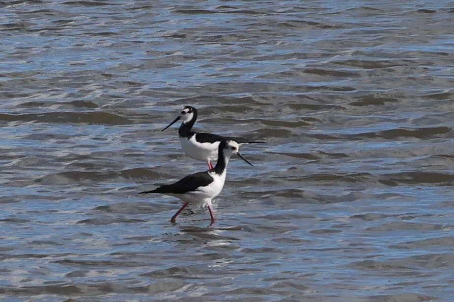 Pied x Black Stilt (hybrid) - ML616754439