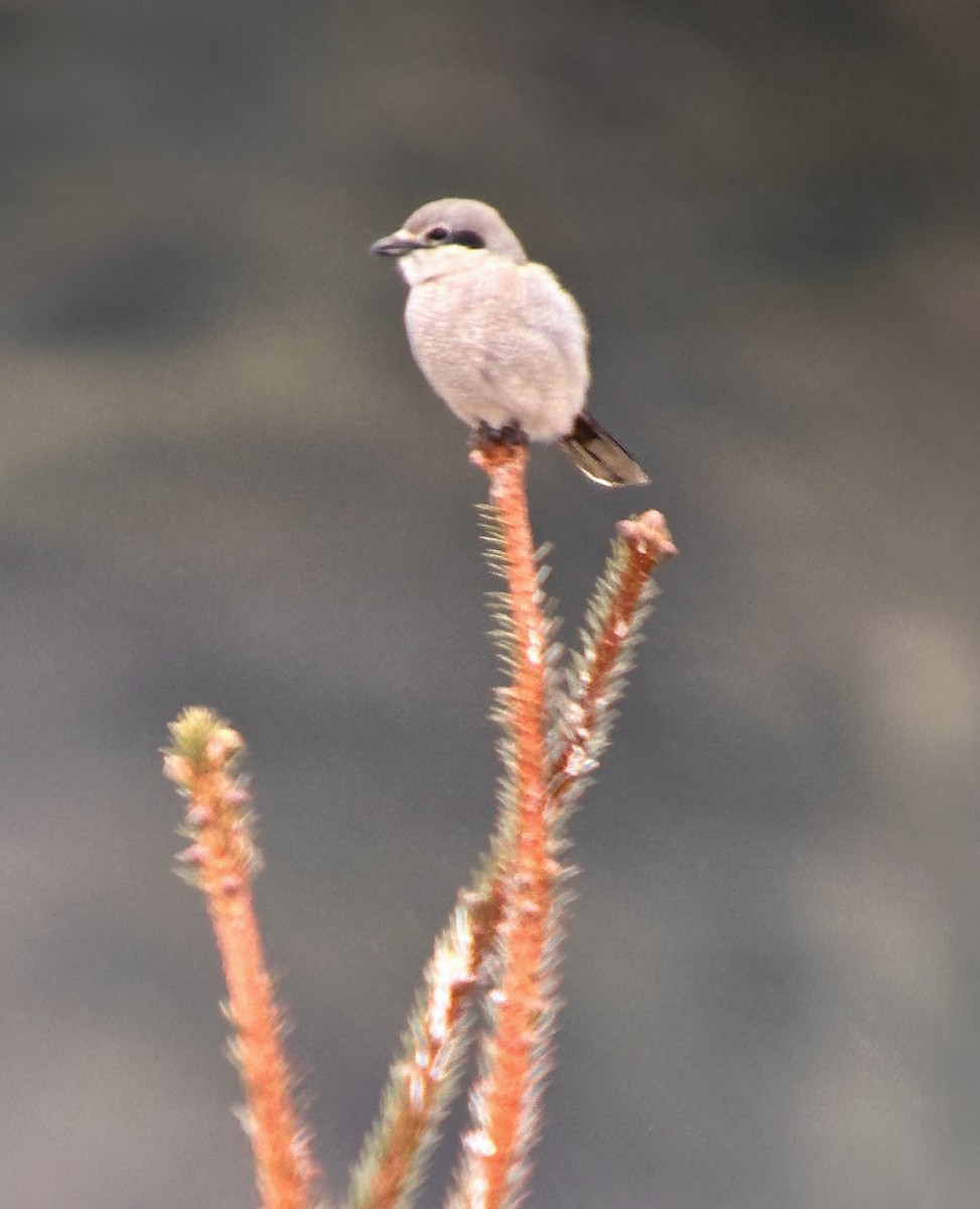 Northern Shrike - Detlef Buettner