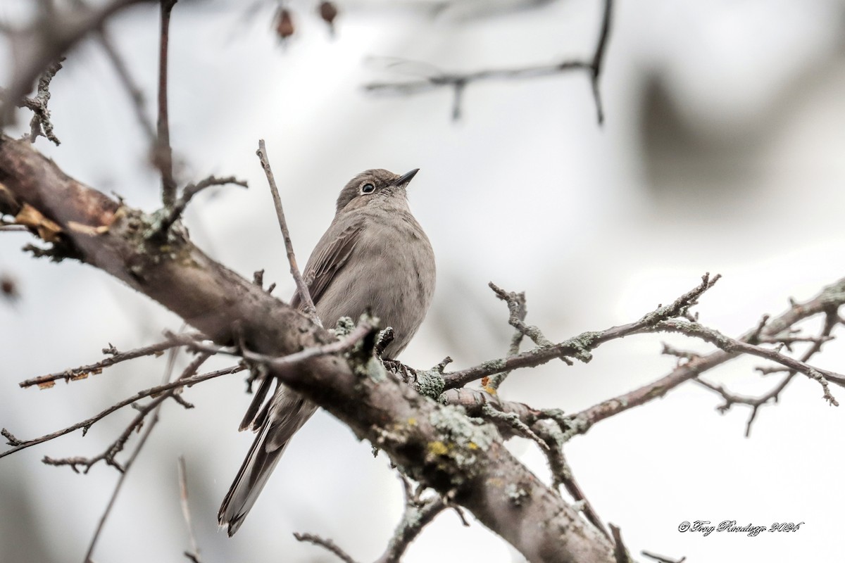 Townsend's Solitaire - ML616754459