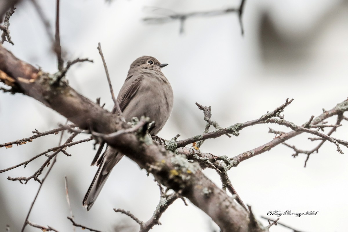 Townsend's Solitaire - ML616754460