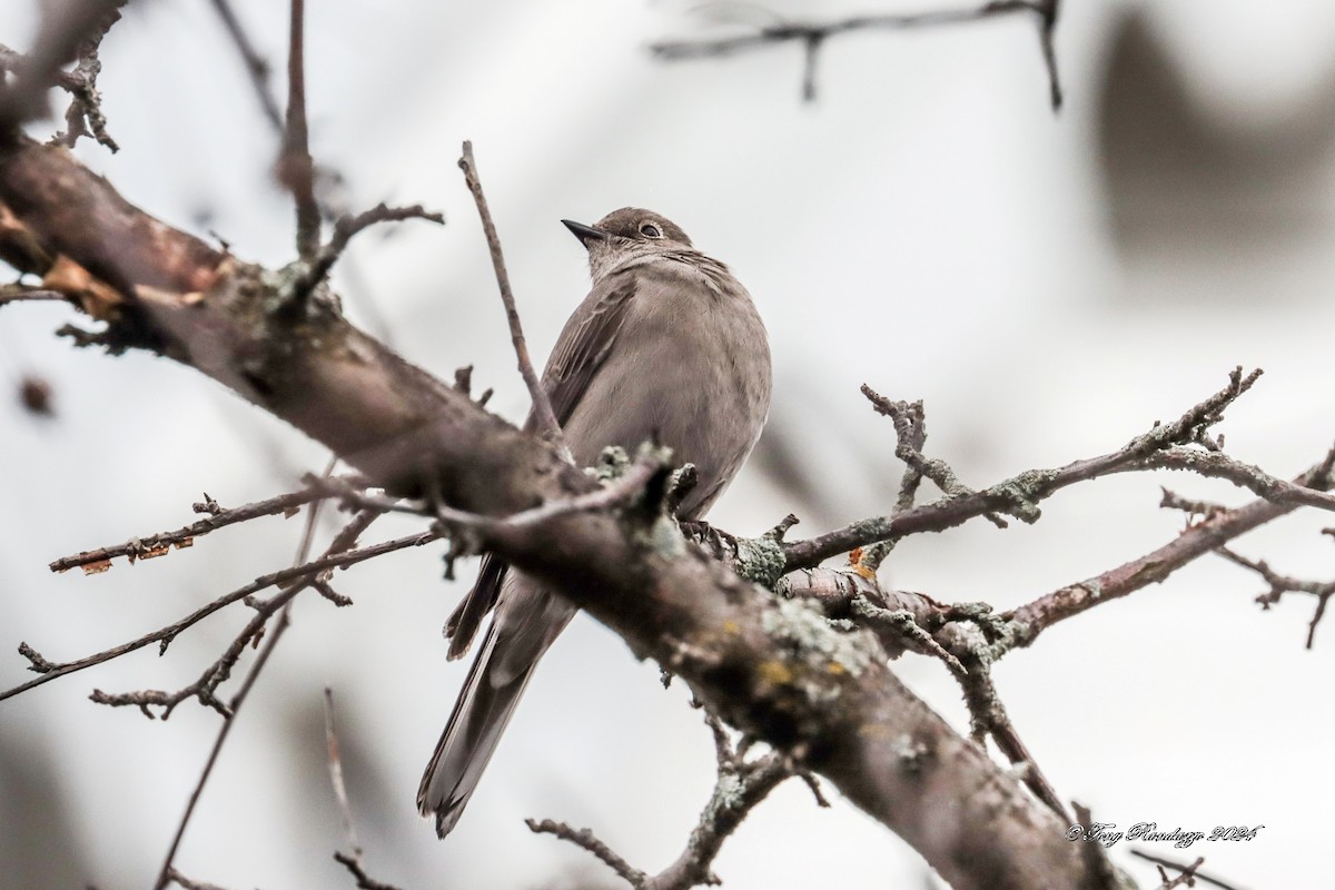 Townsend's Solitaire - ML616754461