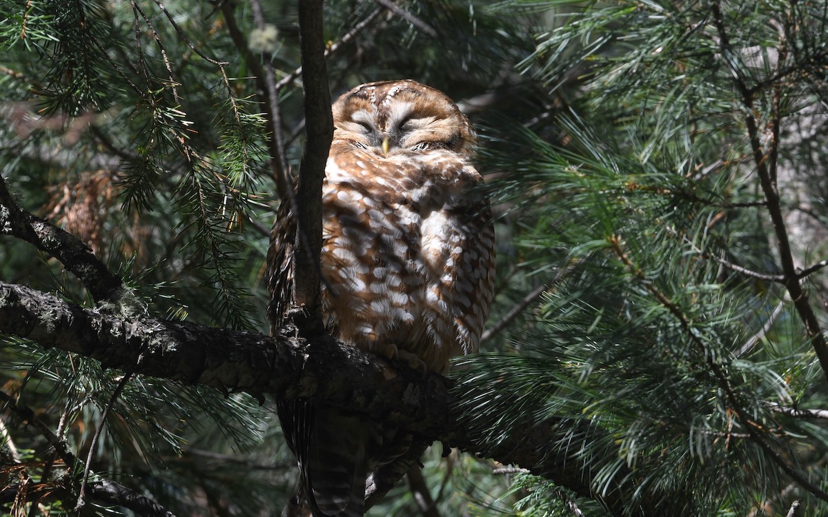 Spotted Owl - ML616754504