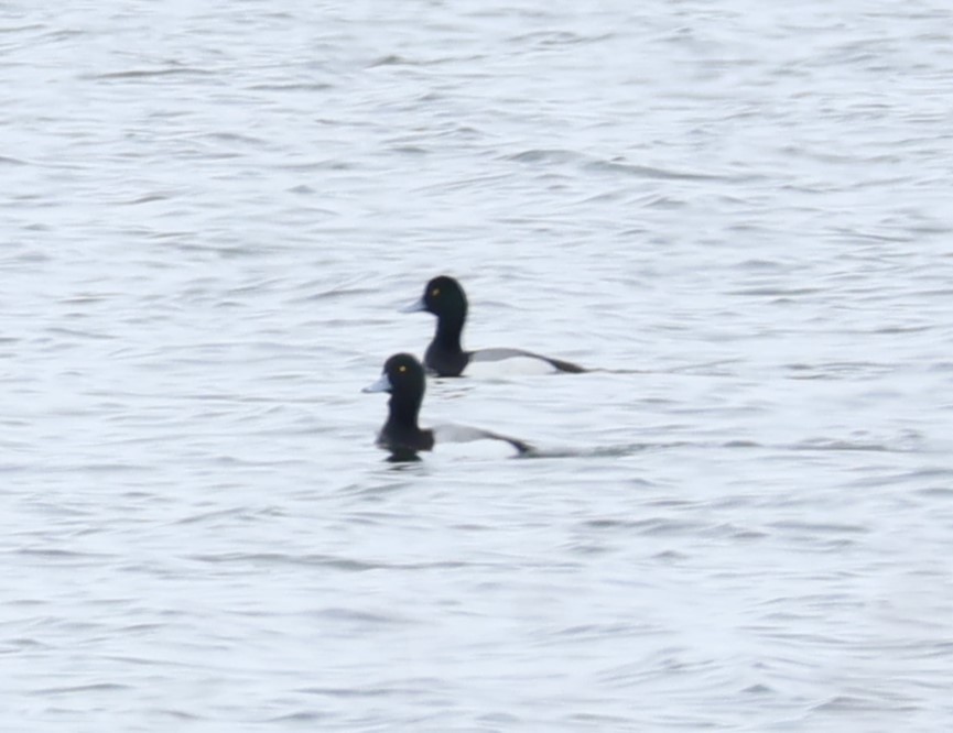 Greater Scaup - ML616754520